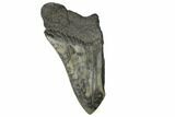 Partial Megalodon Tooth - South Carolina #149160-1